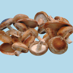 Ground Mushroom Coffee 385g - Cordyceps & Shiitake / ENDURANCE + IMMUNE SUPPORT